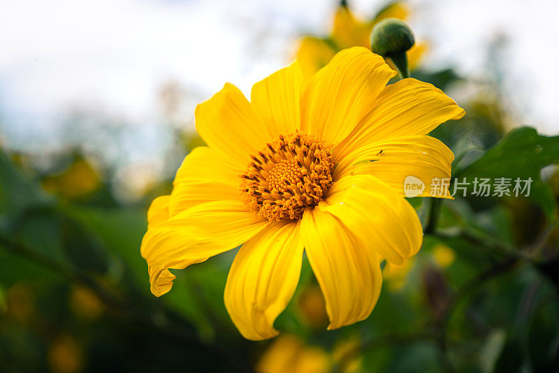 在Doi Mae Ukho的Tung Bua Tong森林公园，美丽的墨西哥向日葵绽放黄色与蓝天在泰国Mae hong